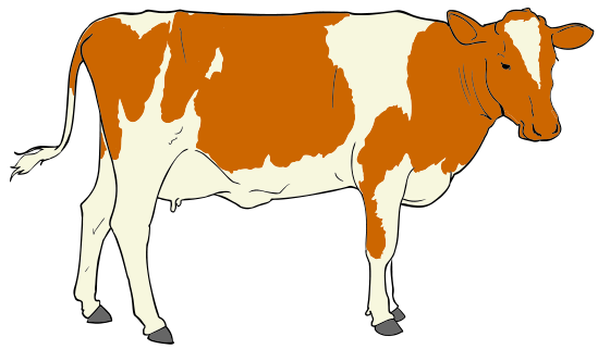 orange cow